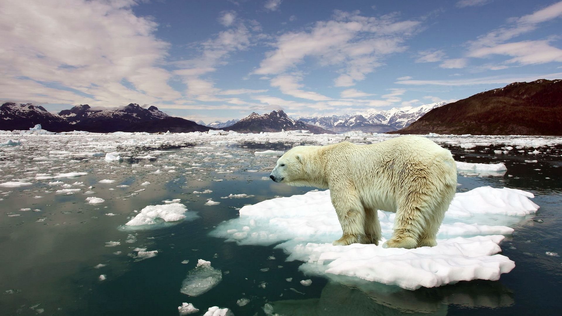 Image of a polar bear on a small ice flow