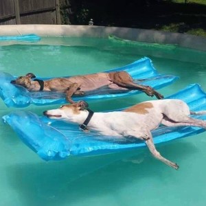 Image of Dogs Lounging in a Swimming Pool